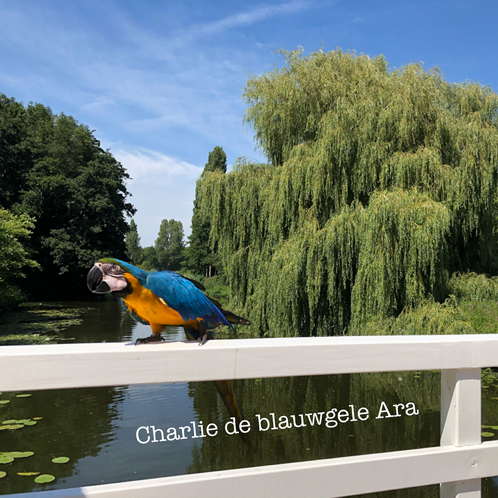 Charlie de Blauwgele Ara
